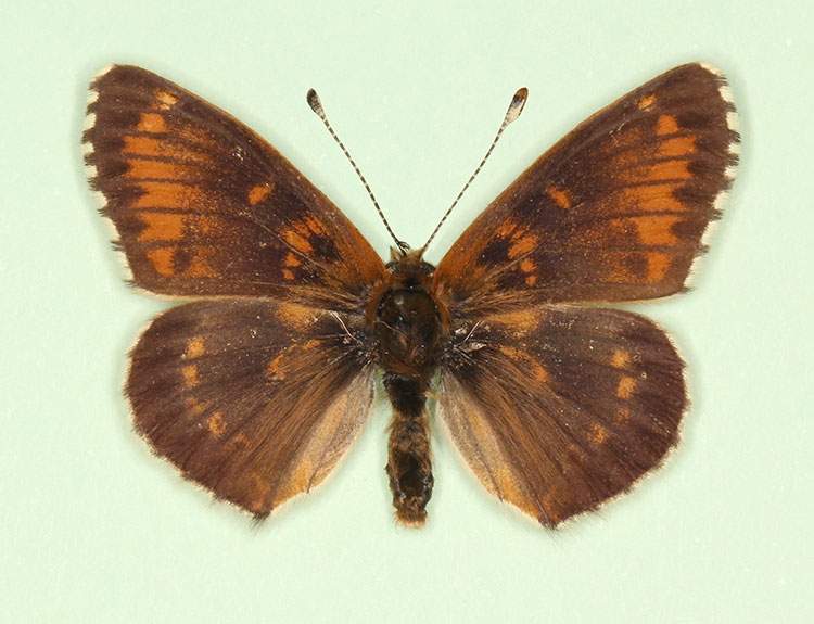 Melitaea cinxia male (aberrant form moscaryi) (Internet Image property of respective owner, non-commercial use only)